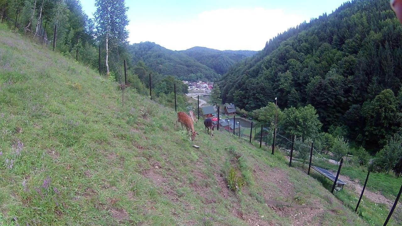 Pastravaria Romani Hotel Horezu Kültér fotó