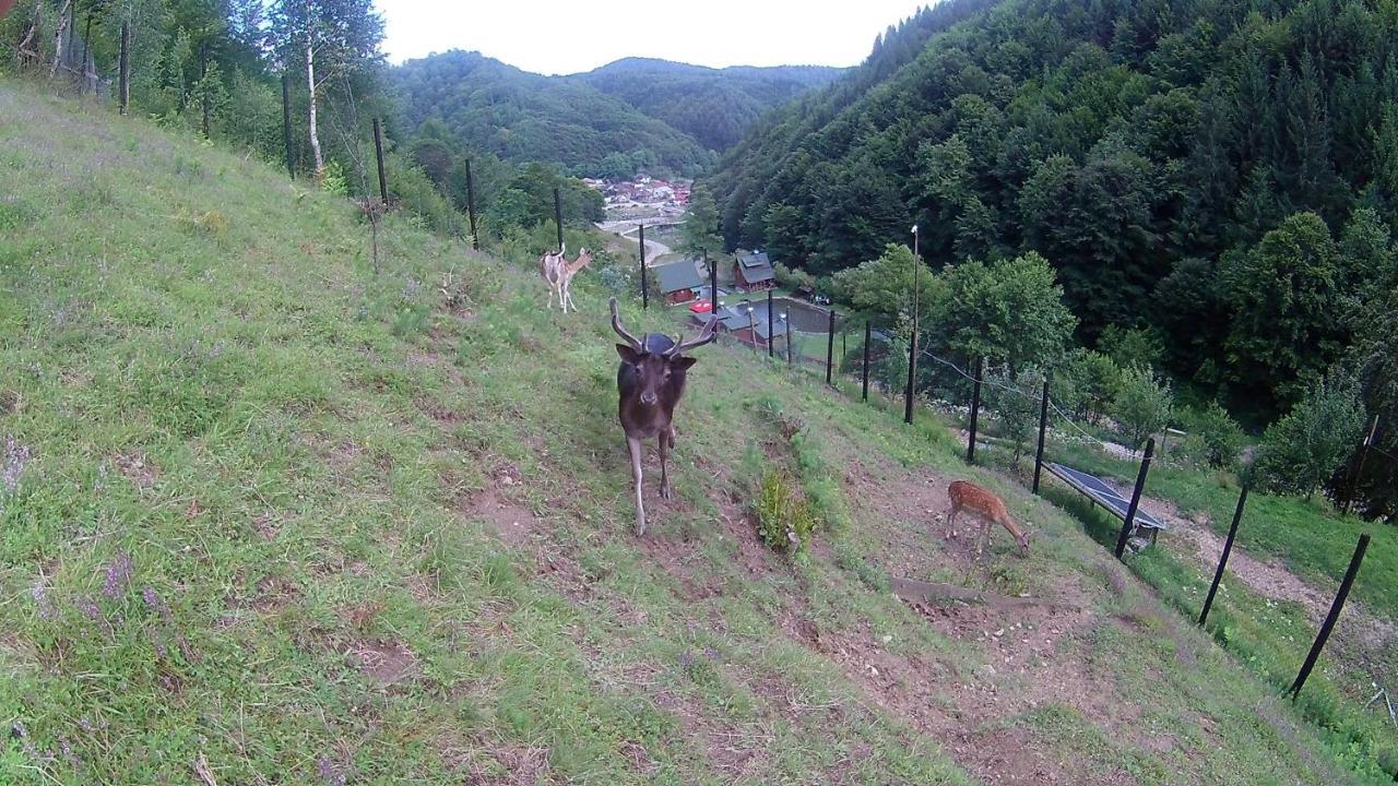 Pastravaria Romani Hotel Horezu Kültér fotó