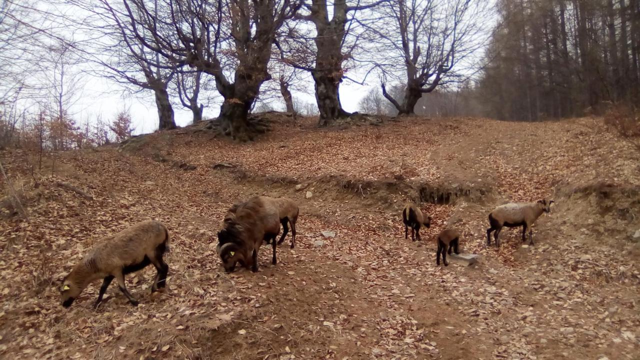 Pastravaria Romani Hotel Horezu Kültér fotó